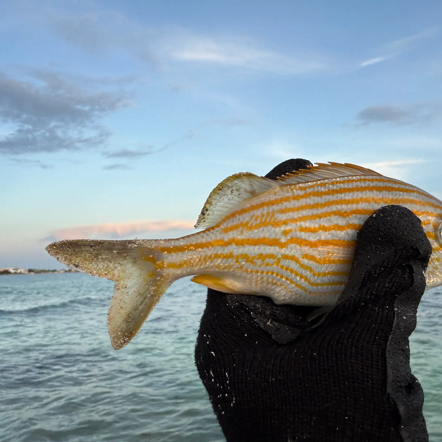 The most recent Caesar grunt catches on Fishbrain