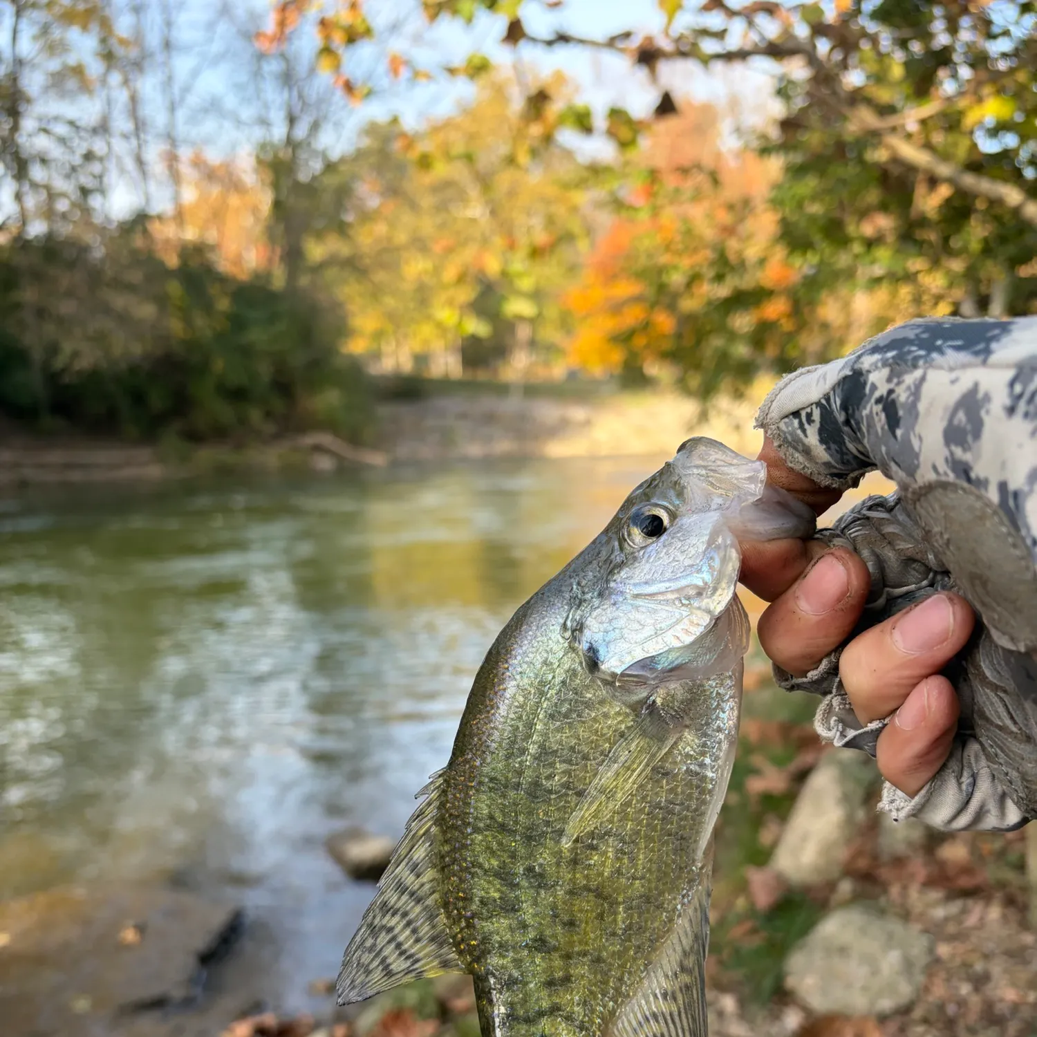 White crappie caught on Fishbrain