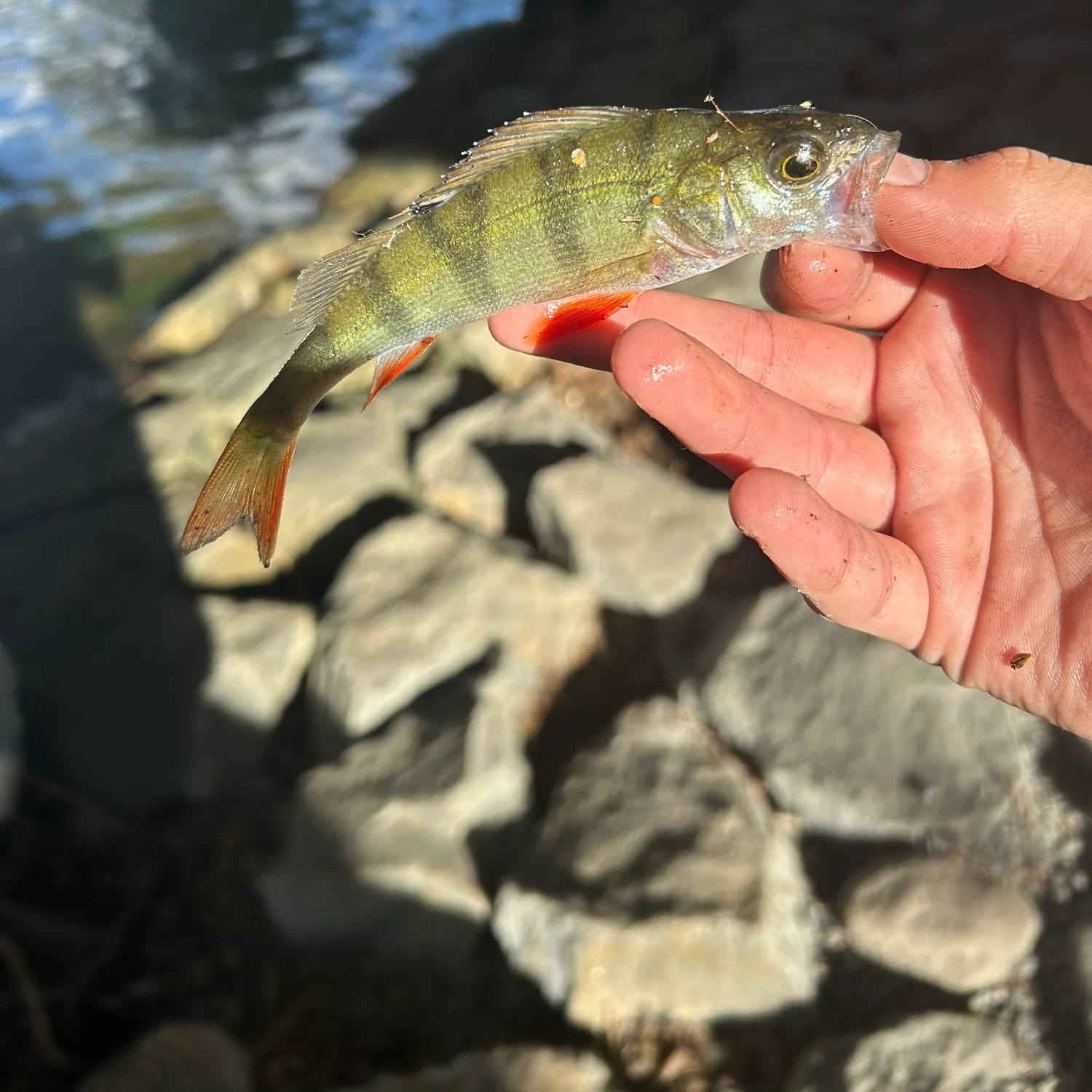 European perch caught on Fishbrain