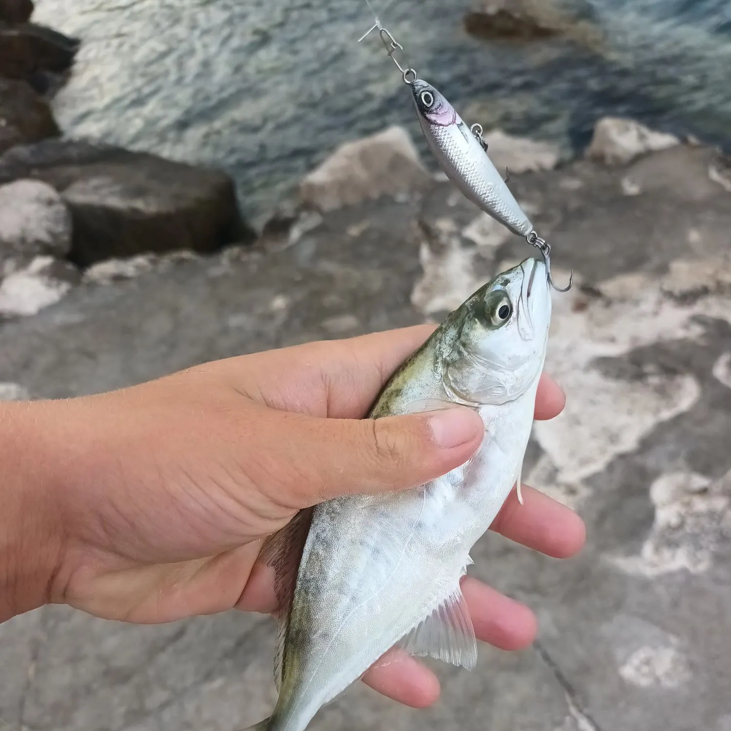 The most recent Leerfish catches on Fishbrain