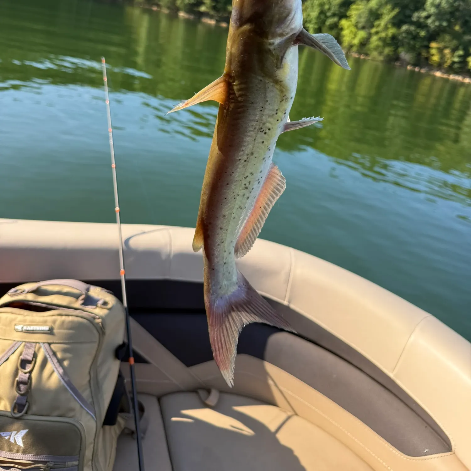 Channel catfish caught on Fishbrain