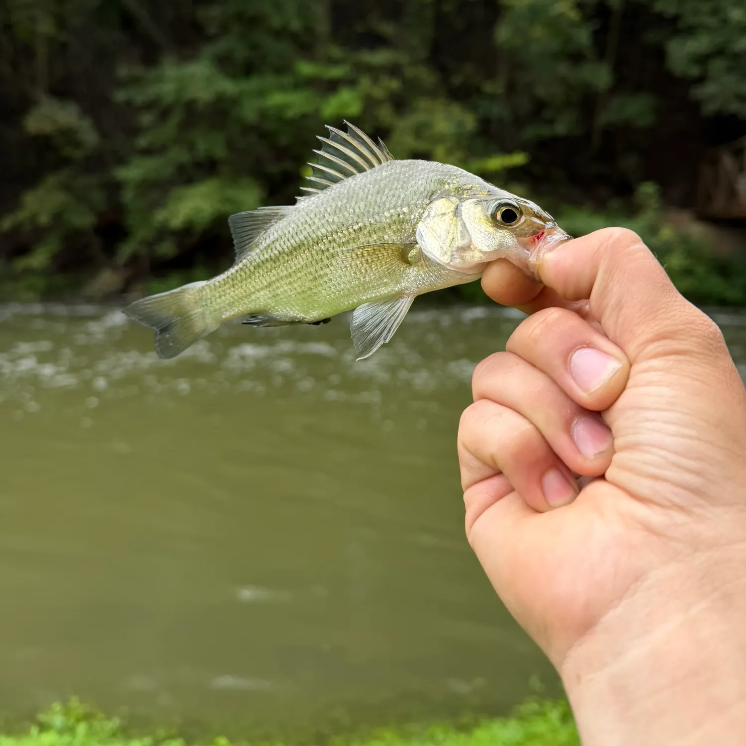 White perch caught on Fishbrain
