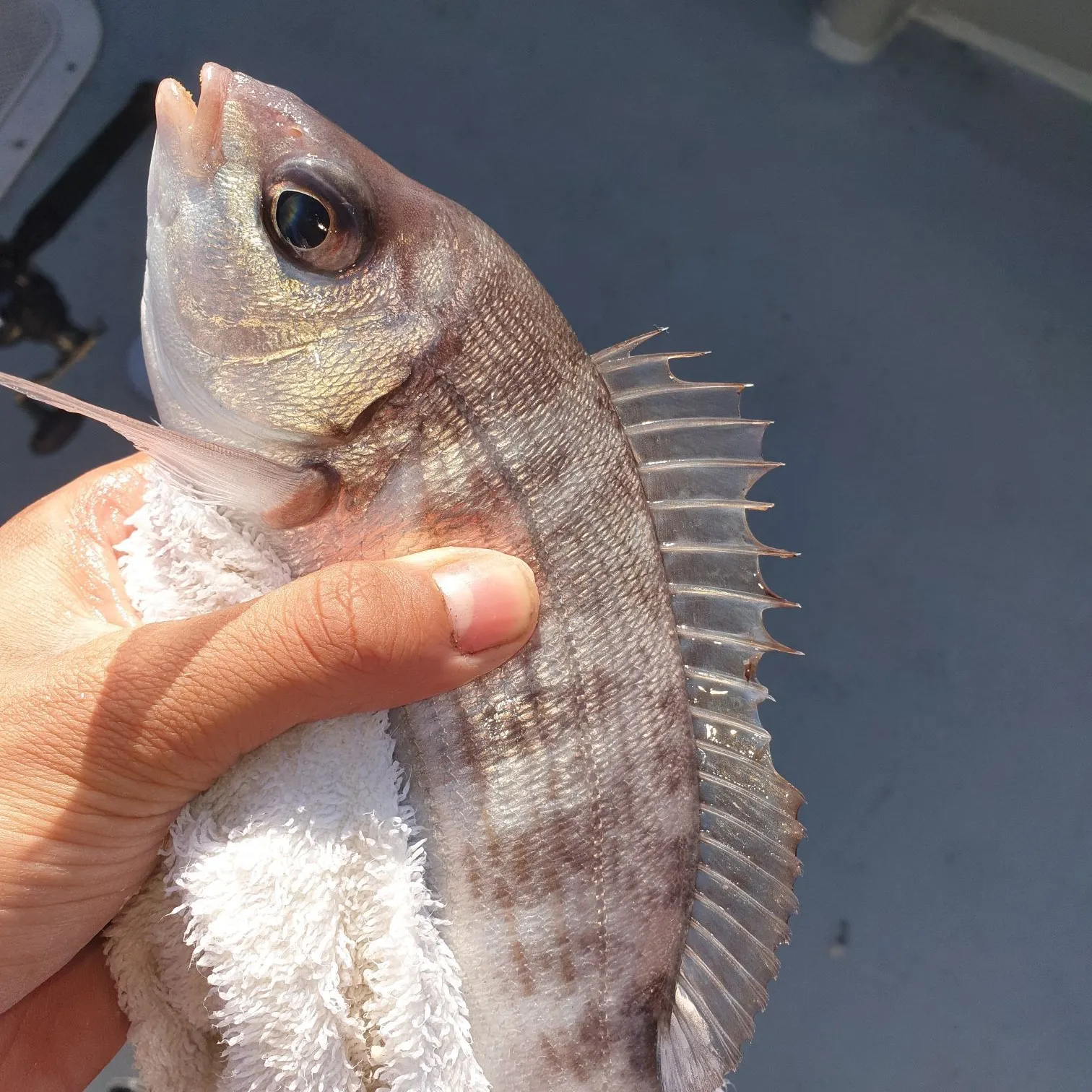 Black seabream caught on Fishbrain