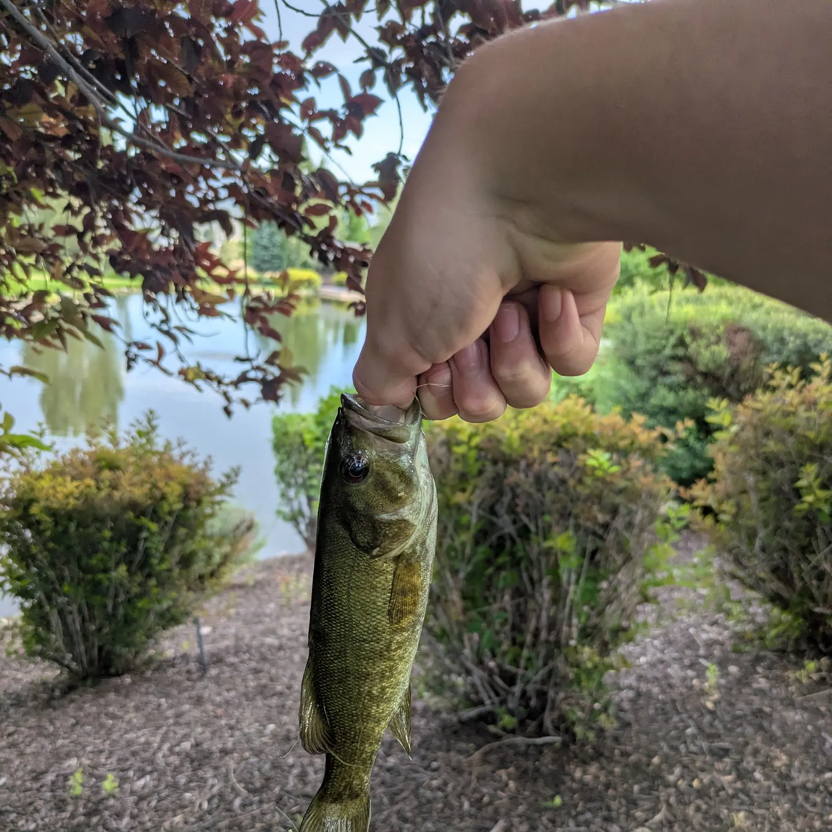 catch