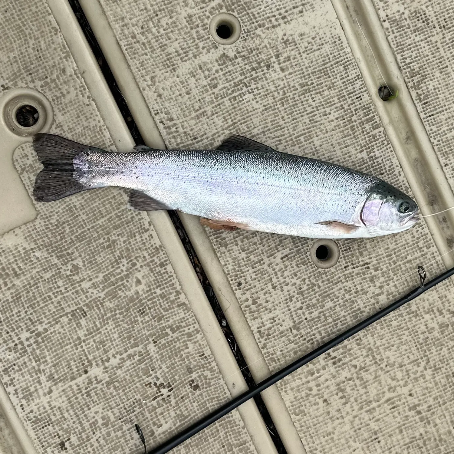 Rainbow trout caught on Fishbrain