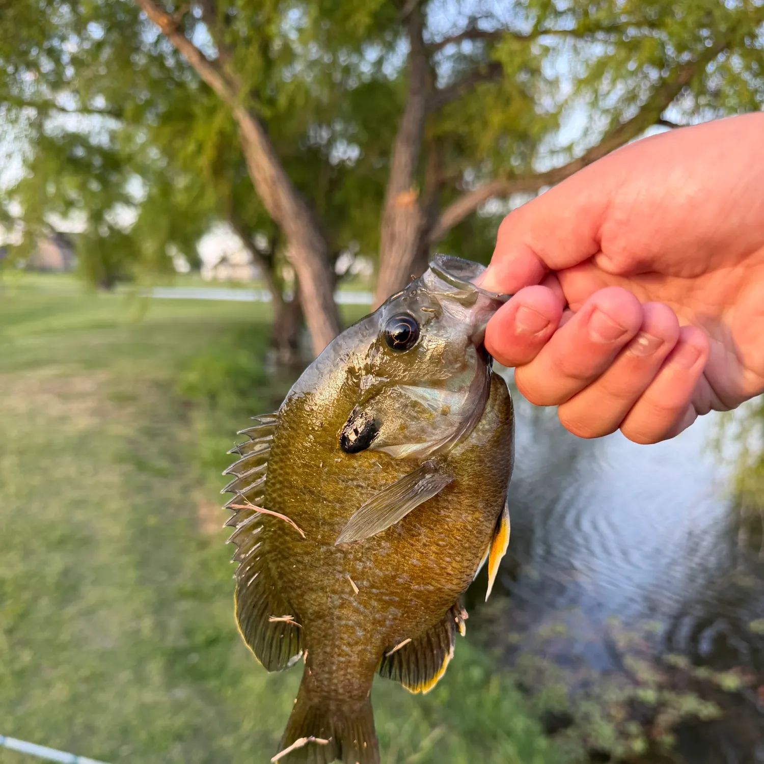 The most recent Bluegill x longear sunfish catches on Fishbrain