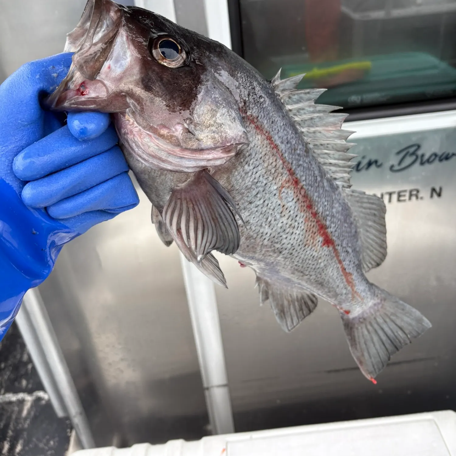 Black rockfish caught on Fishbrain