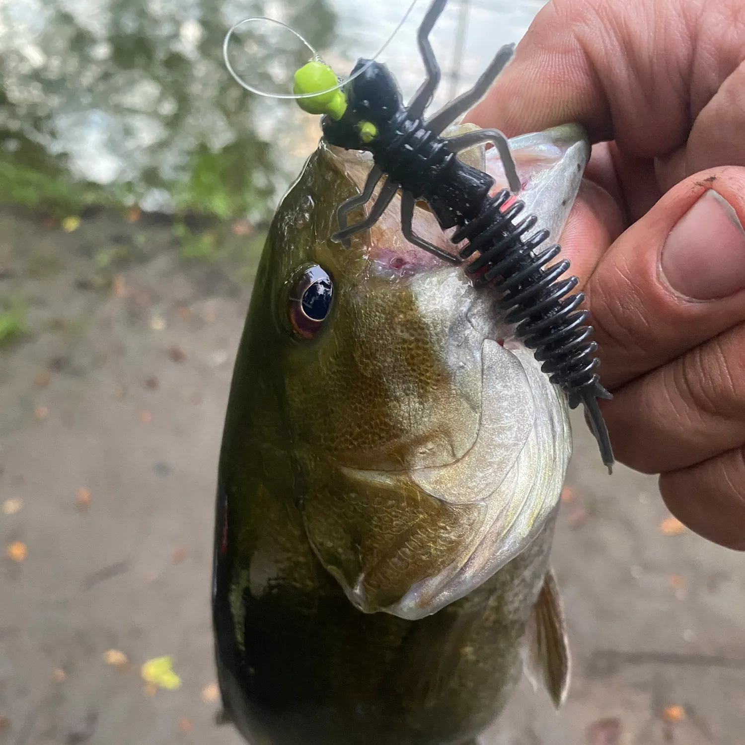 Smallmouth bass caught on Fishbrain