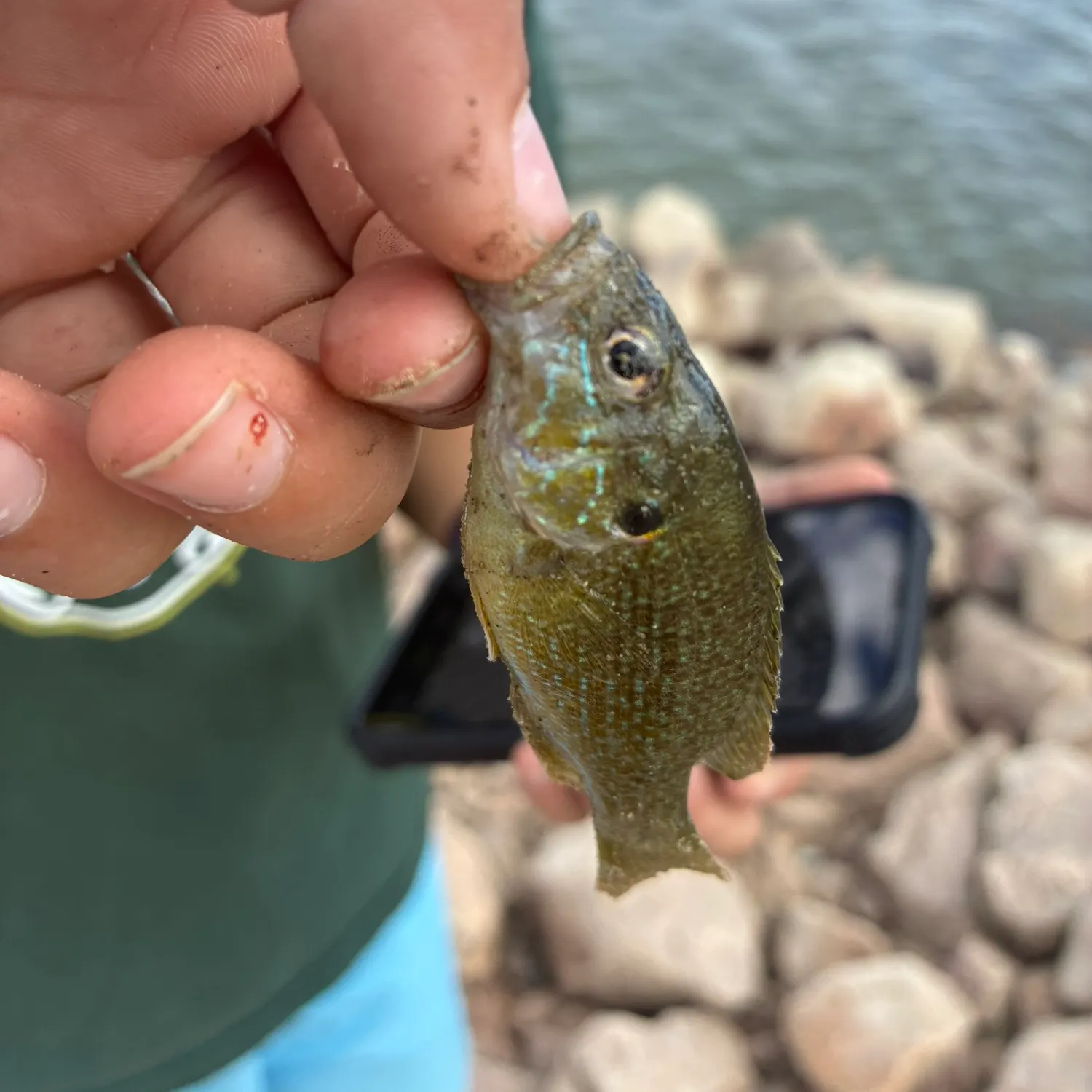 Green sunfish caught on Fishbrain