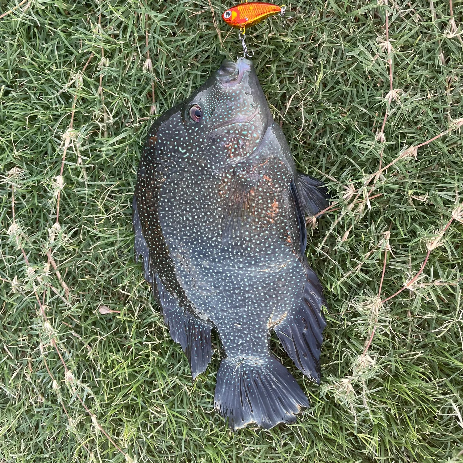 The most recent Rio Grande cichlid catches on Fishbrain
