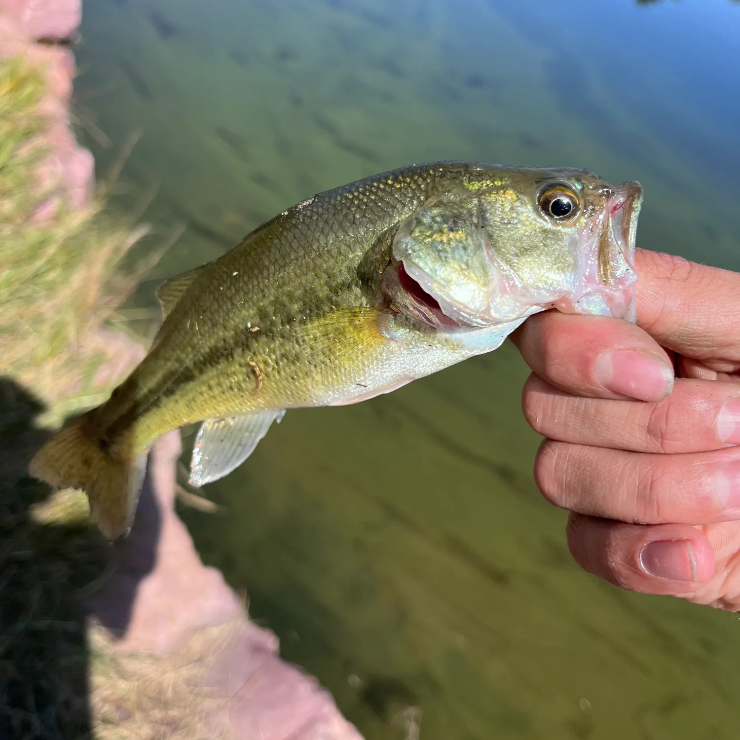 angler catch