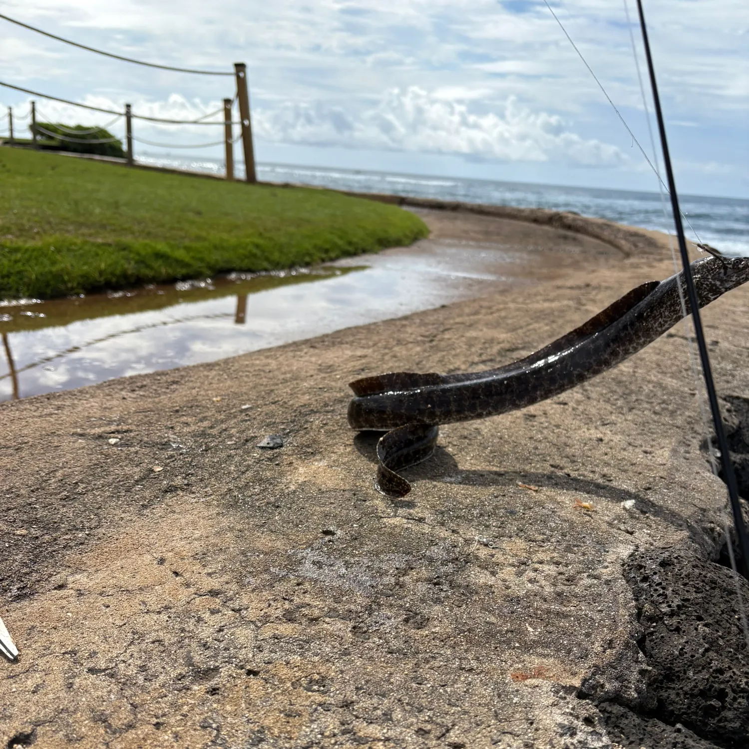 The most recent Wolf-eel catches on Fishbrain