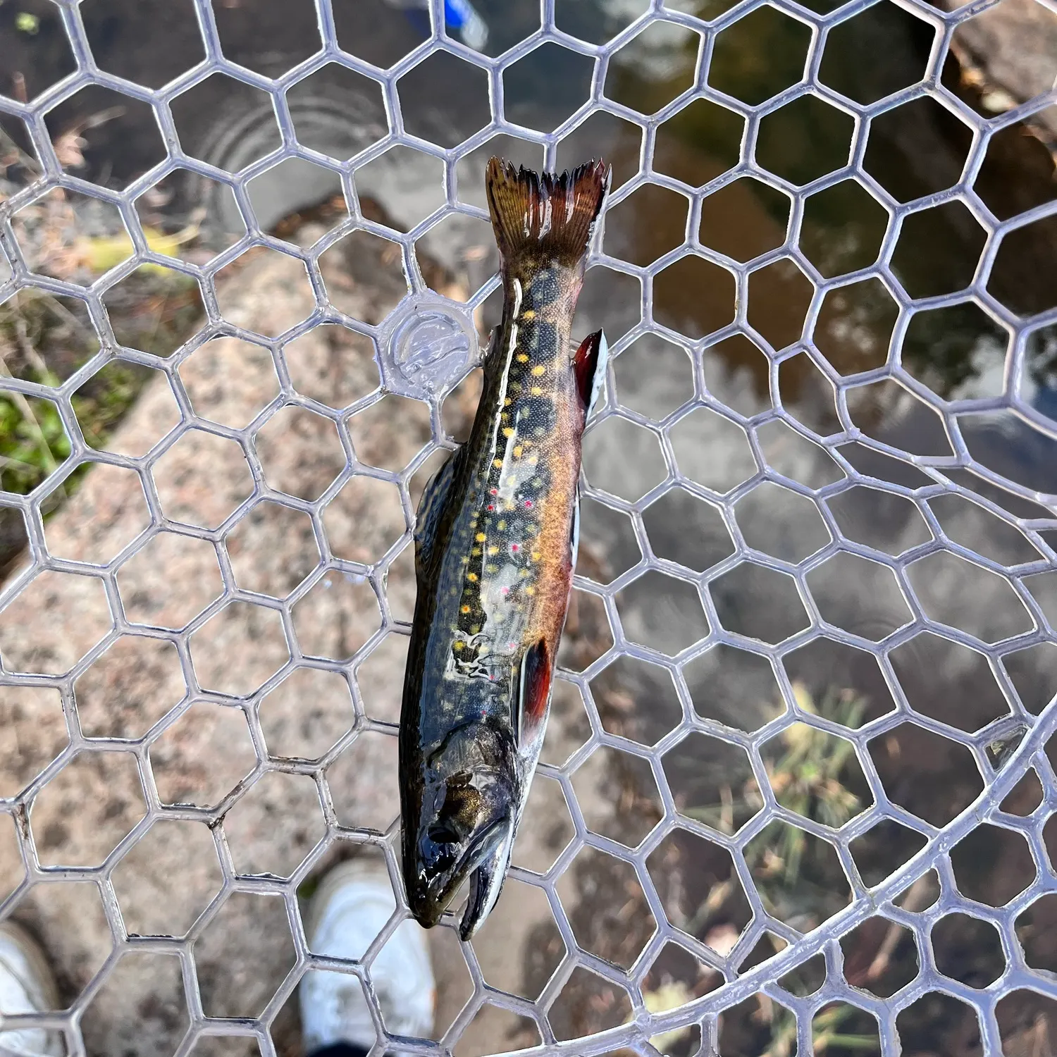 Brook trout caught on Fishbrain