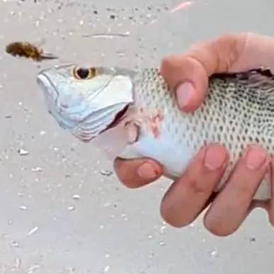 Mangrove snapper caught on Fishbrain