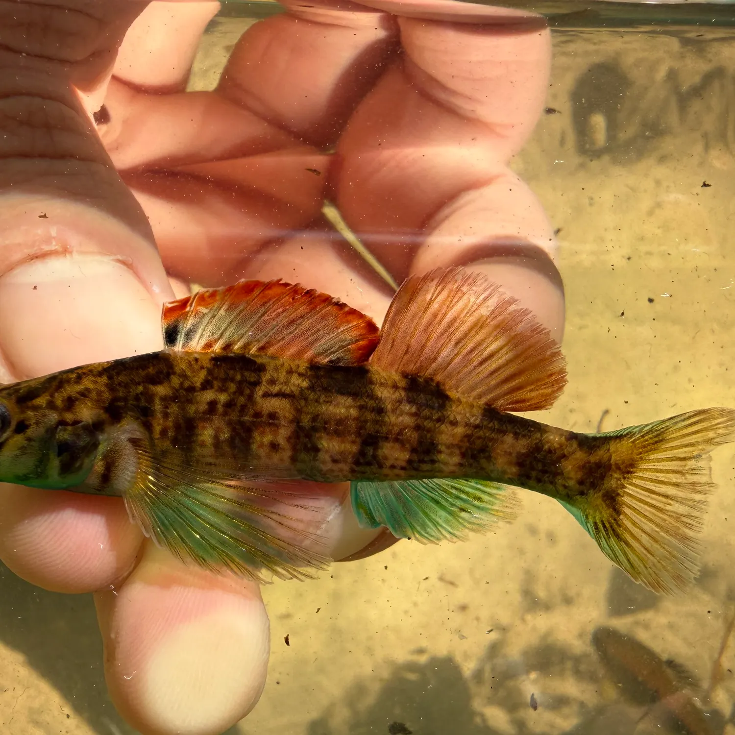 The most recent Turquoise darter catches on Fishbrain