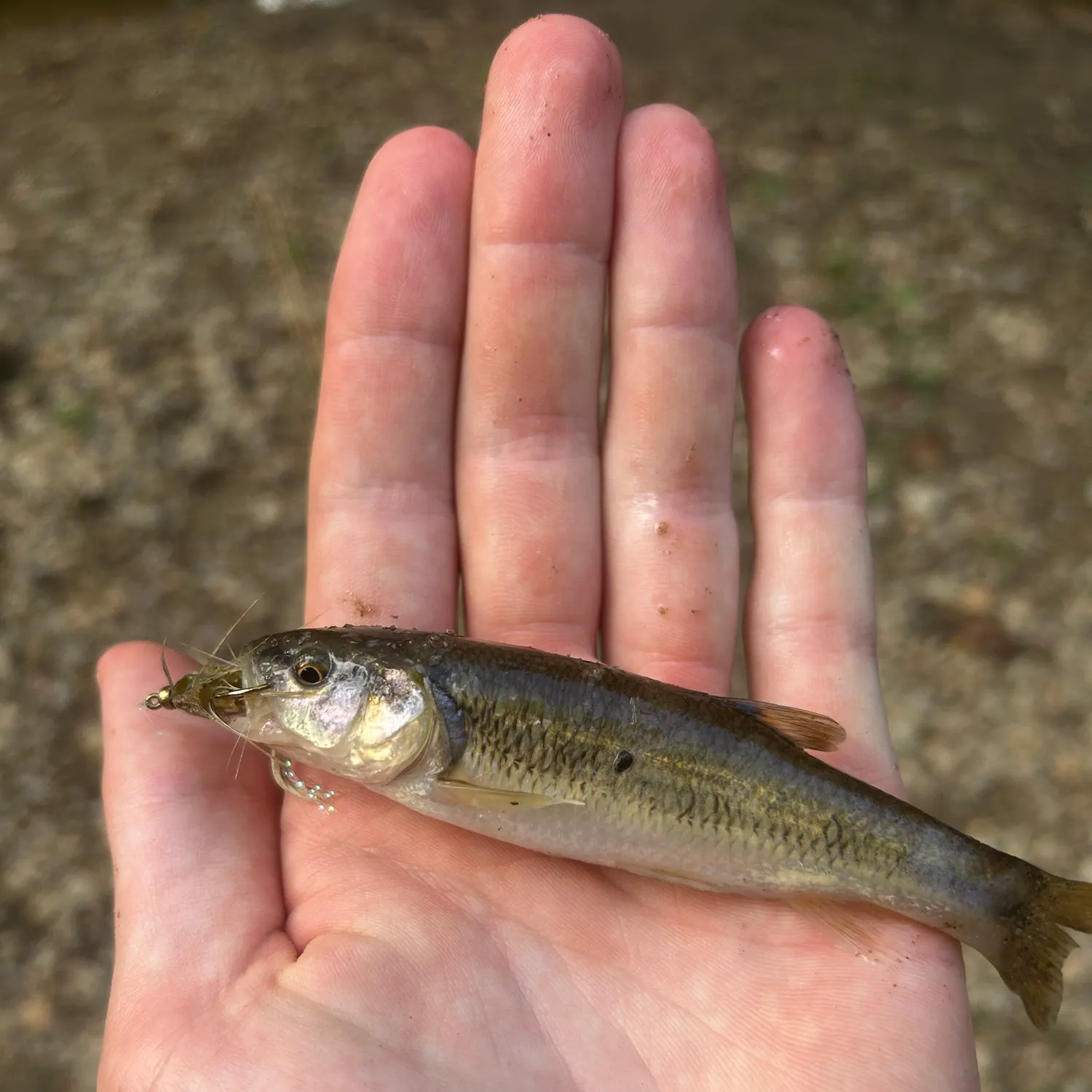 Creek chub caught on Fishbrain