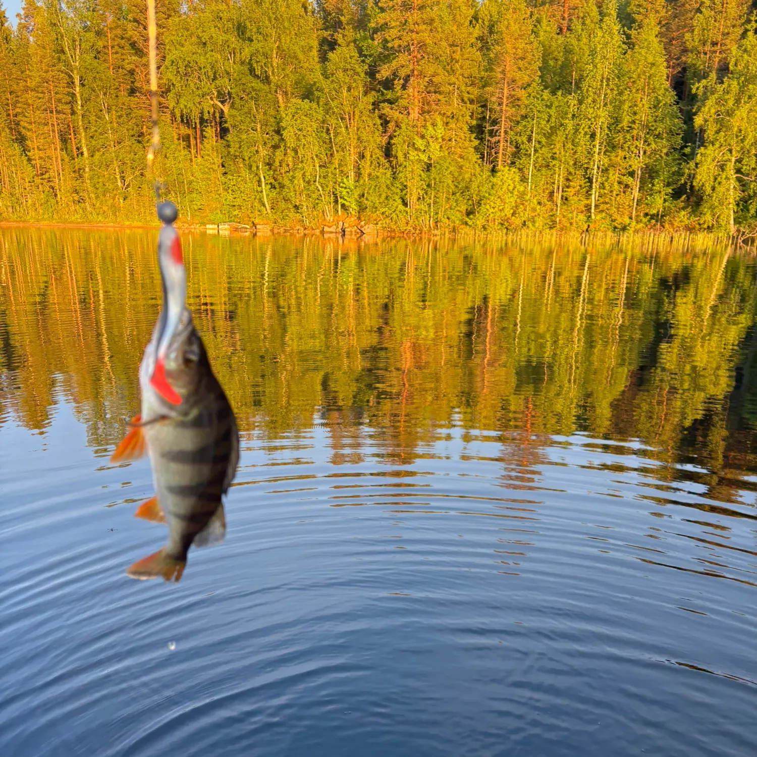 European perch caught on Fishbrain