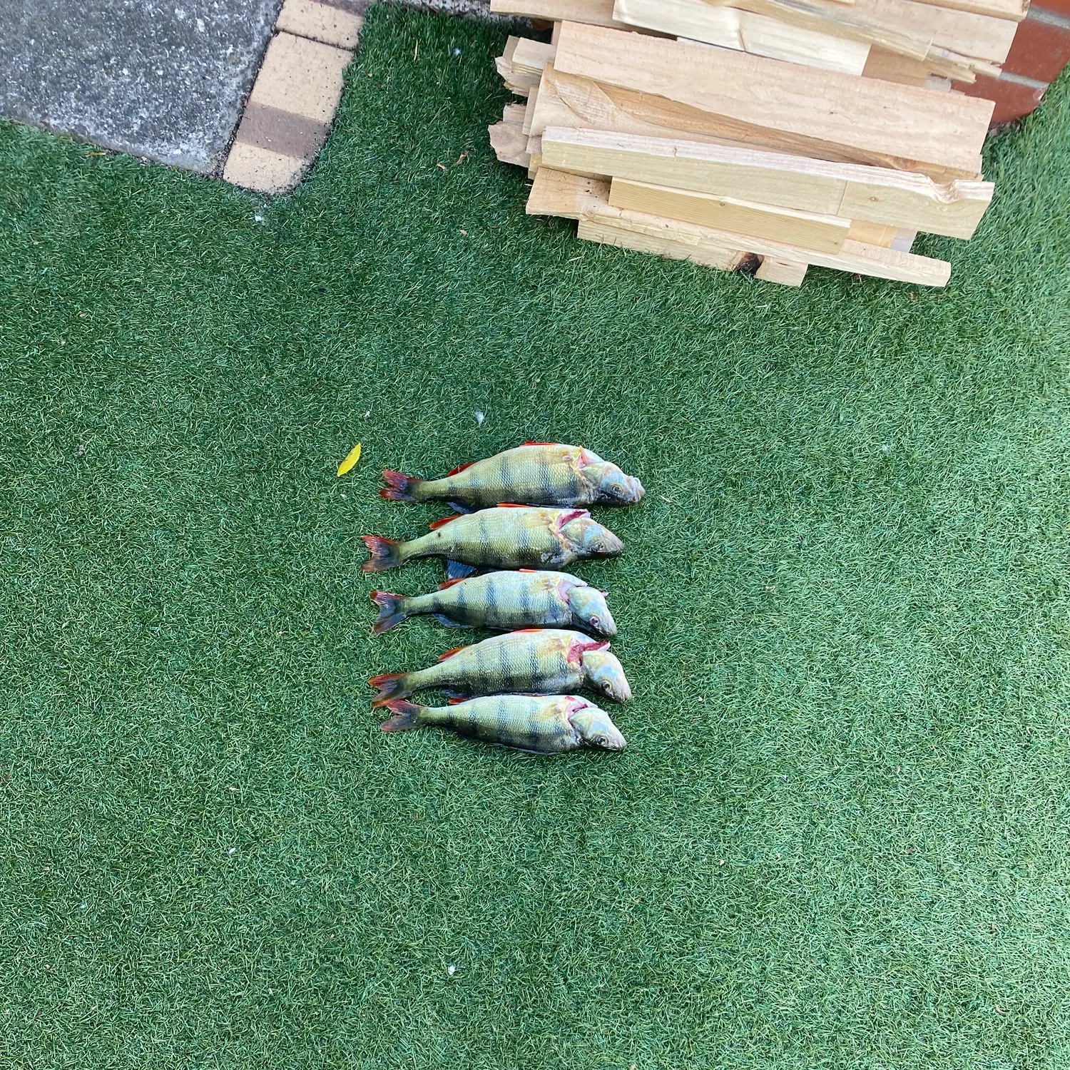 European perch caught on Fishbrain