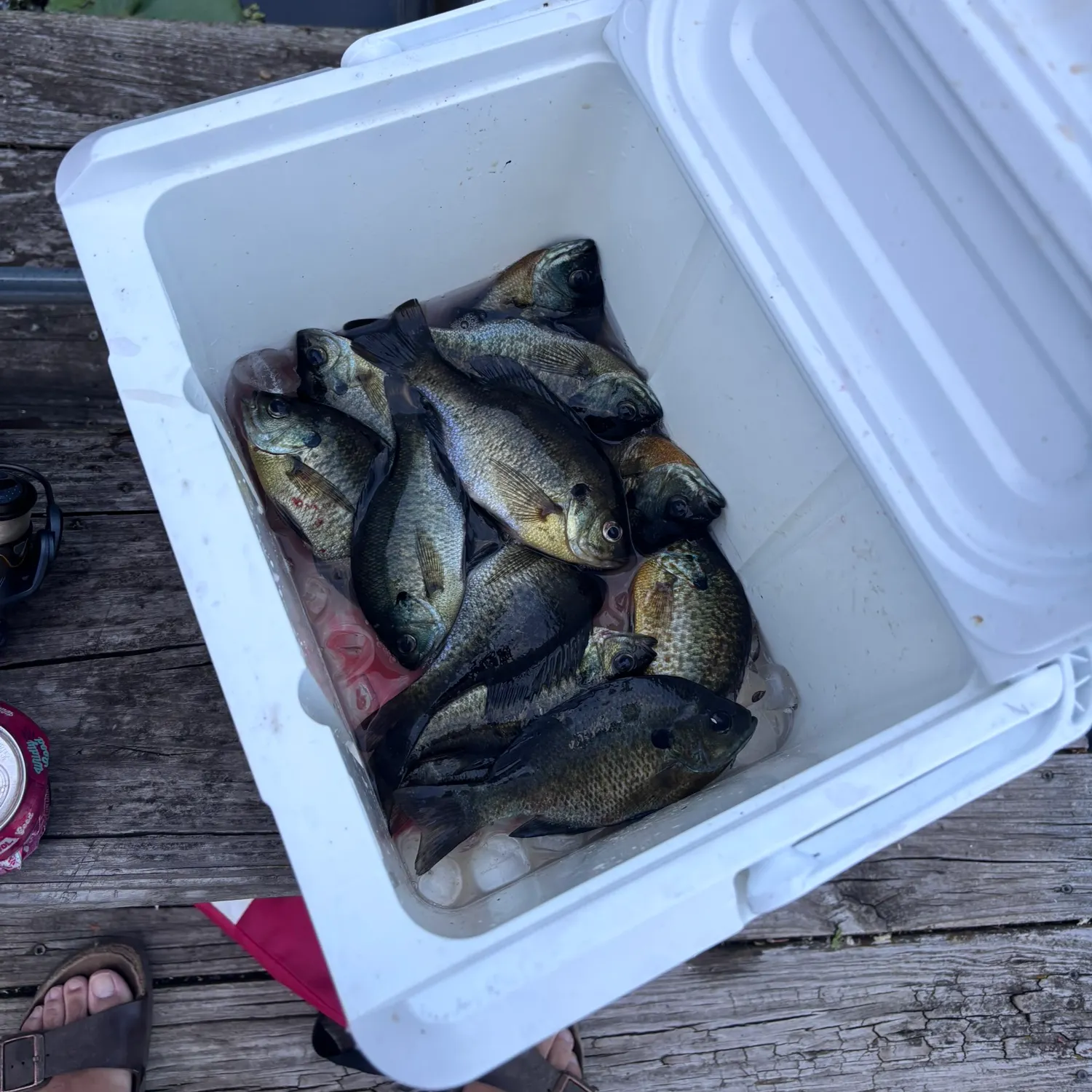 recently logged catches