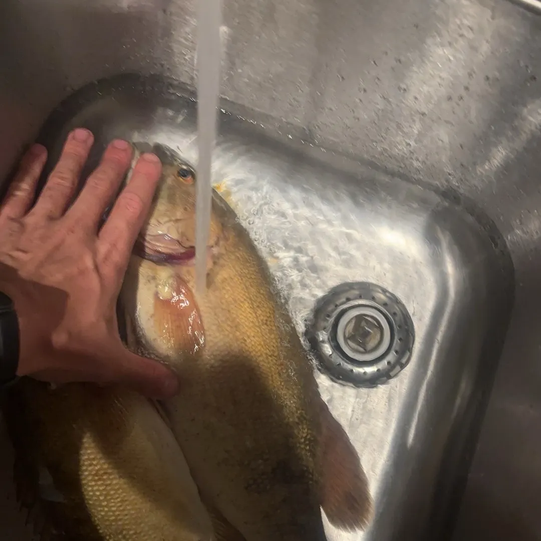 Smallmouth bass caught on Fishbrain