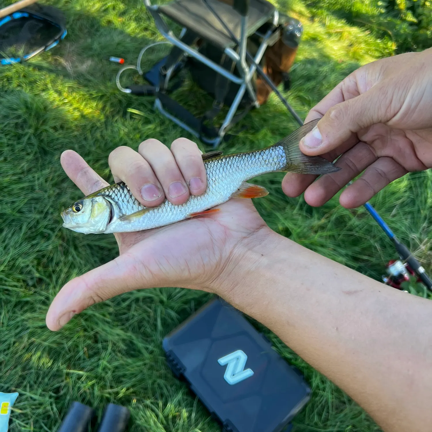European chub caught on Fishbrain