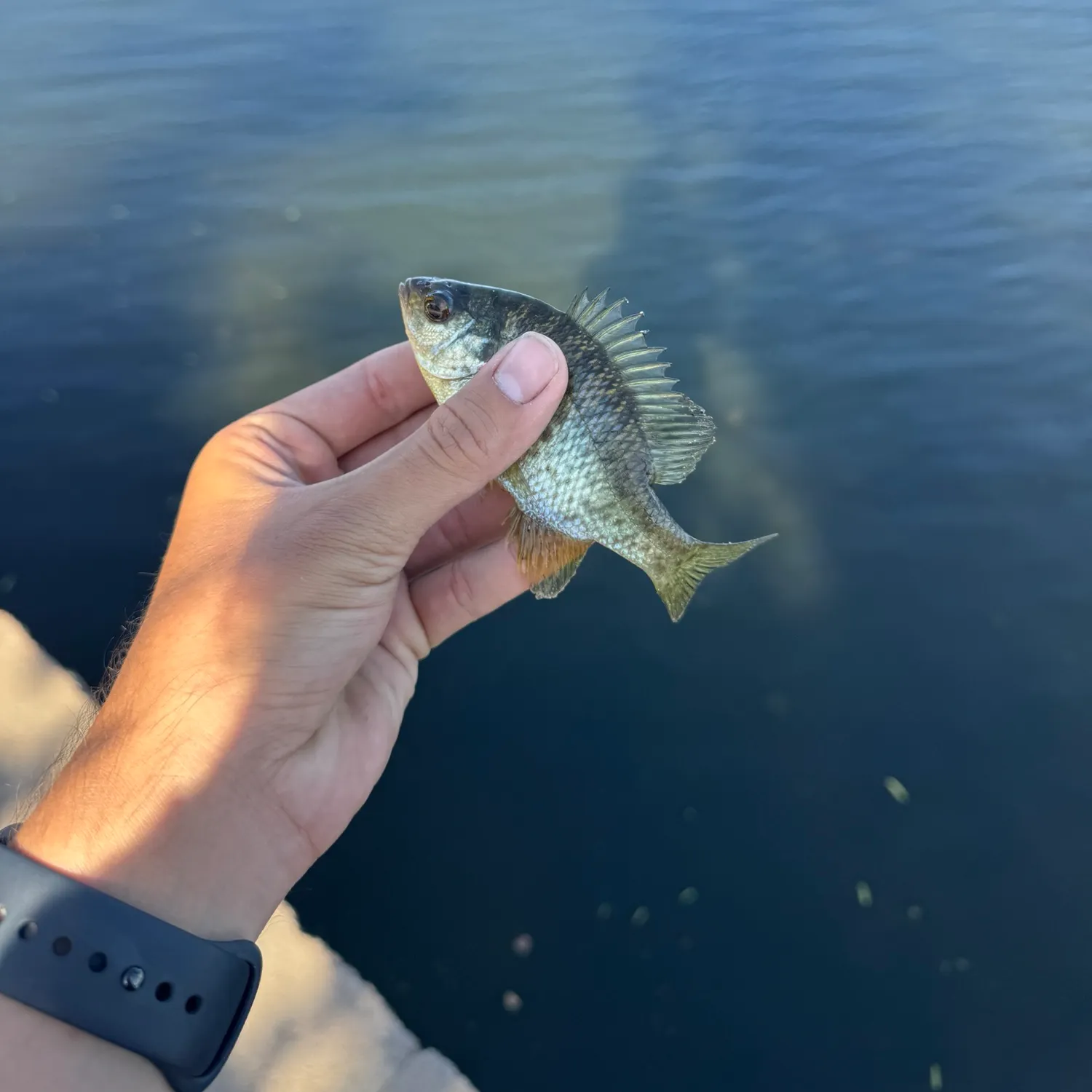 Bluegill caught on Fishbrain