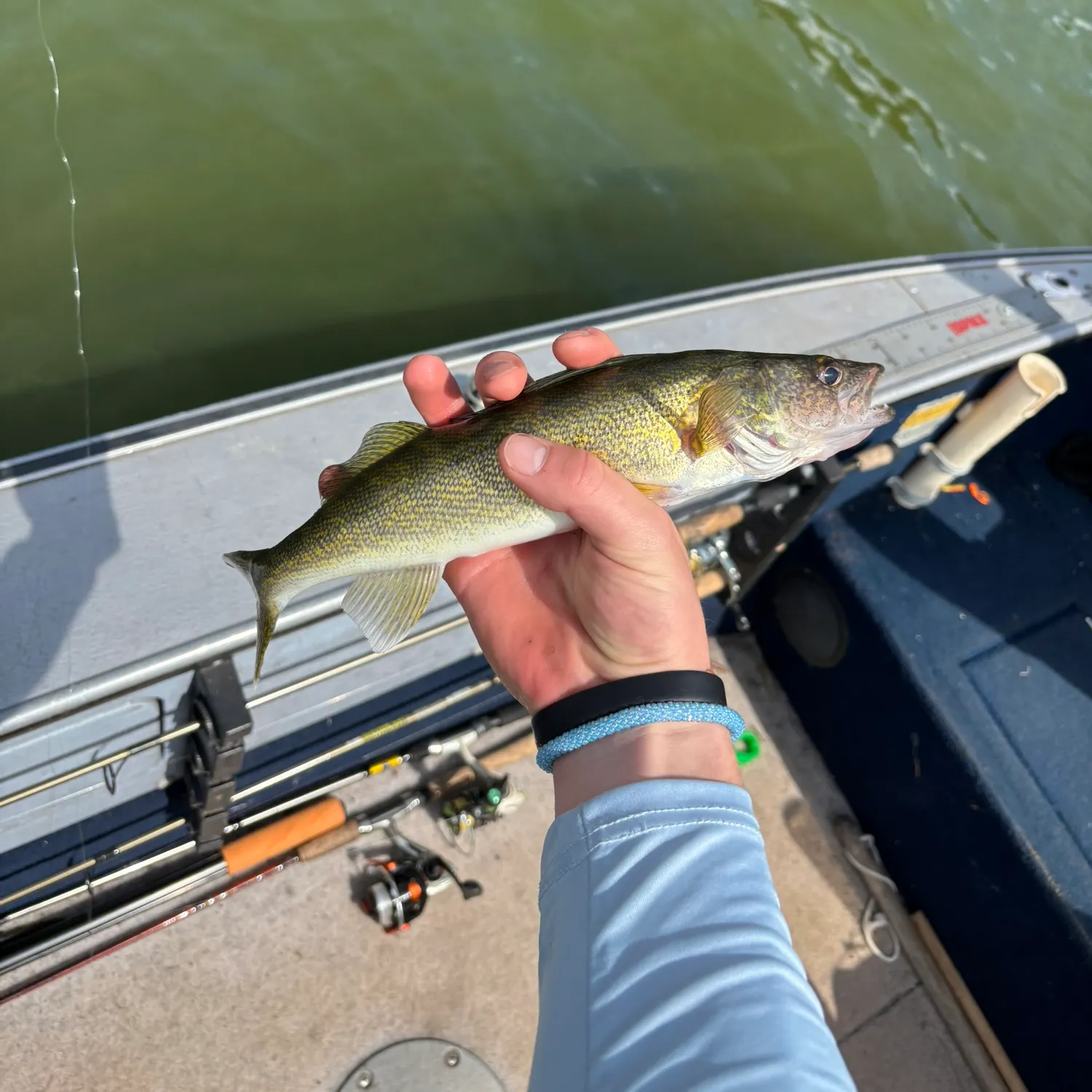 The most recent Walleye catches on Fishbrain