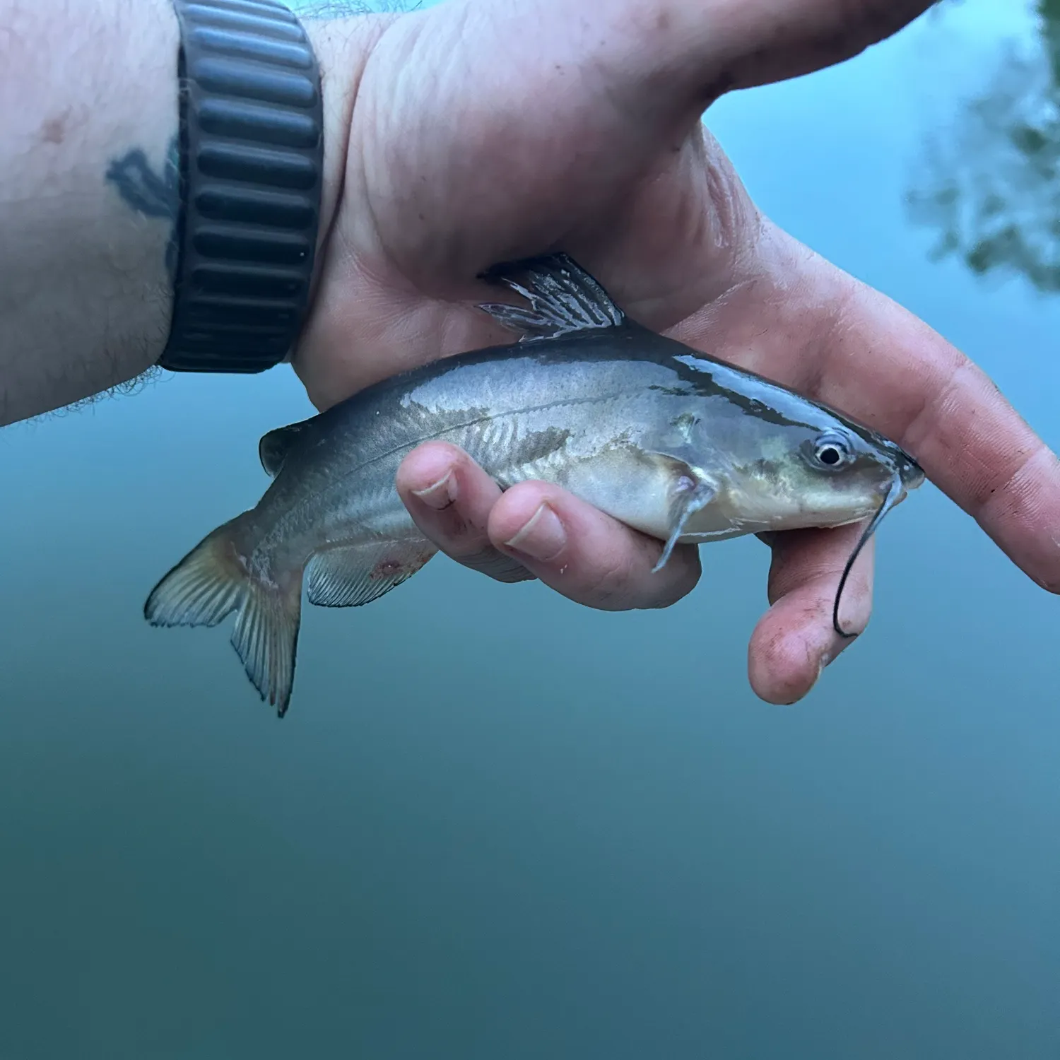 The most recent White bullhead catches on Fishbrain