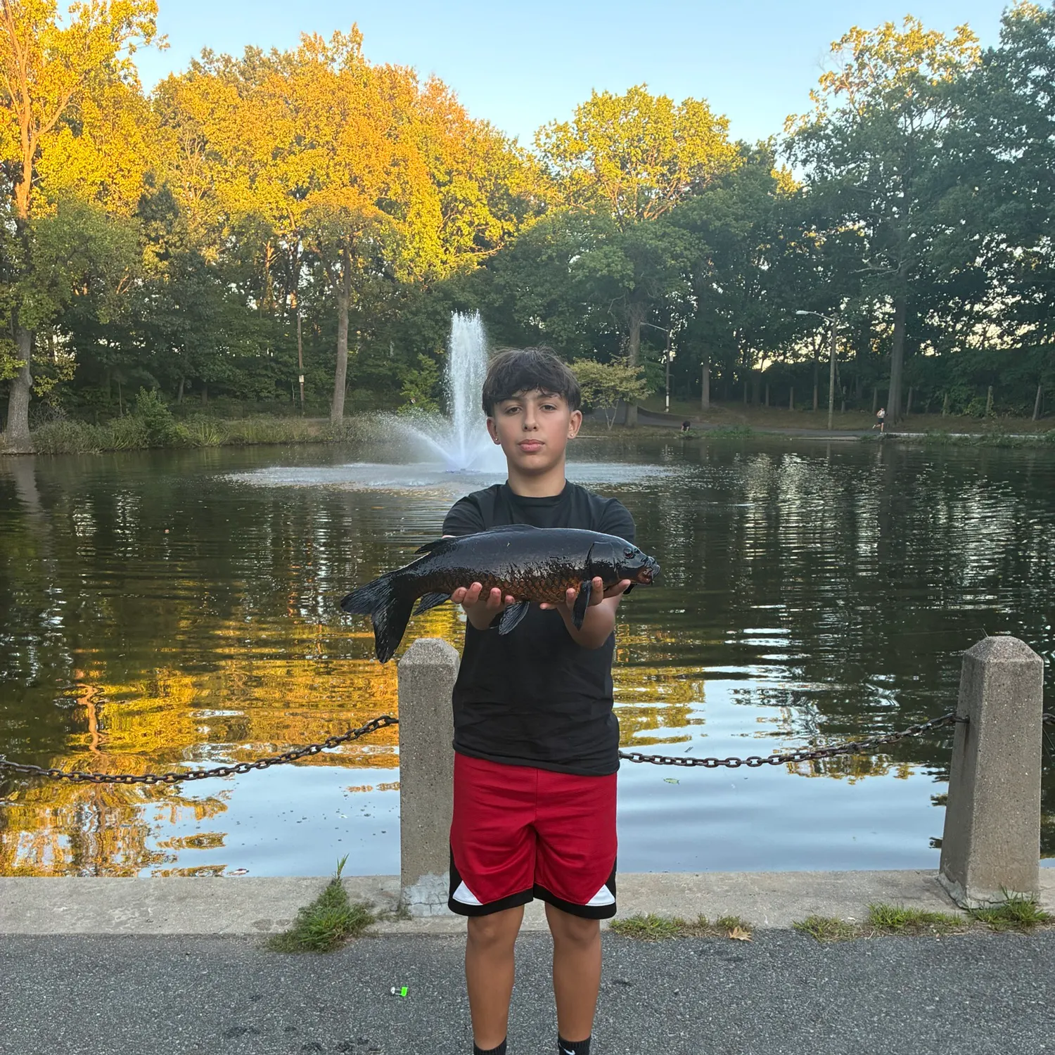 Koi carp caught on Fishbrain