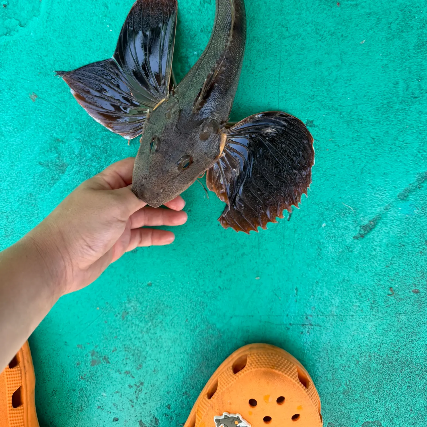 catch