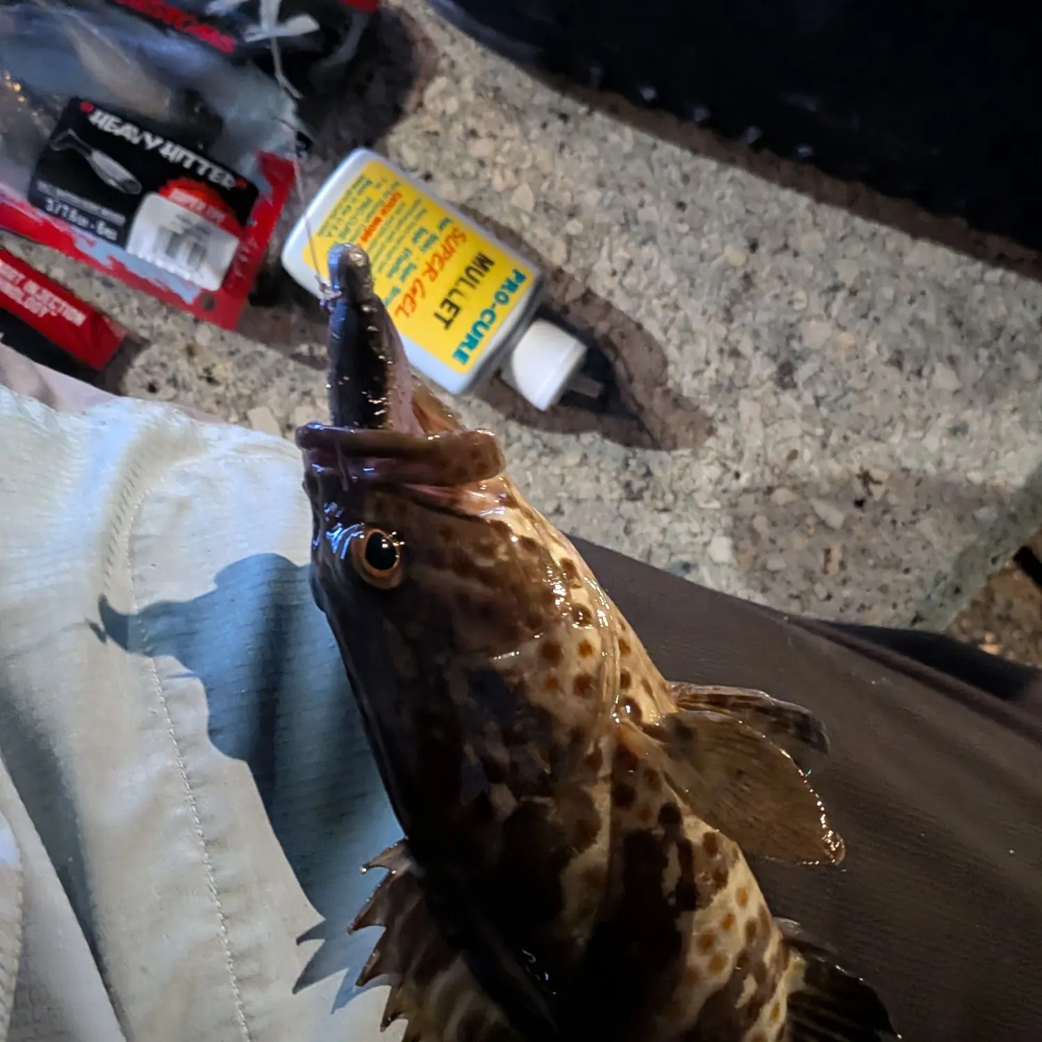 The most recent Malabar grouper catches on Fishbrain