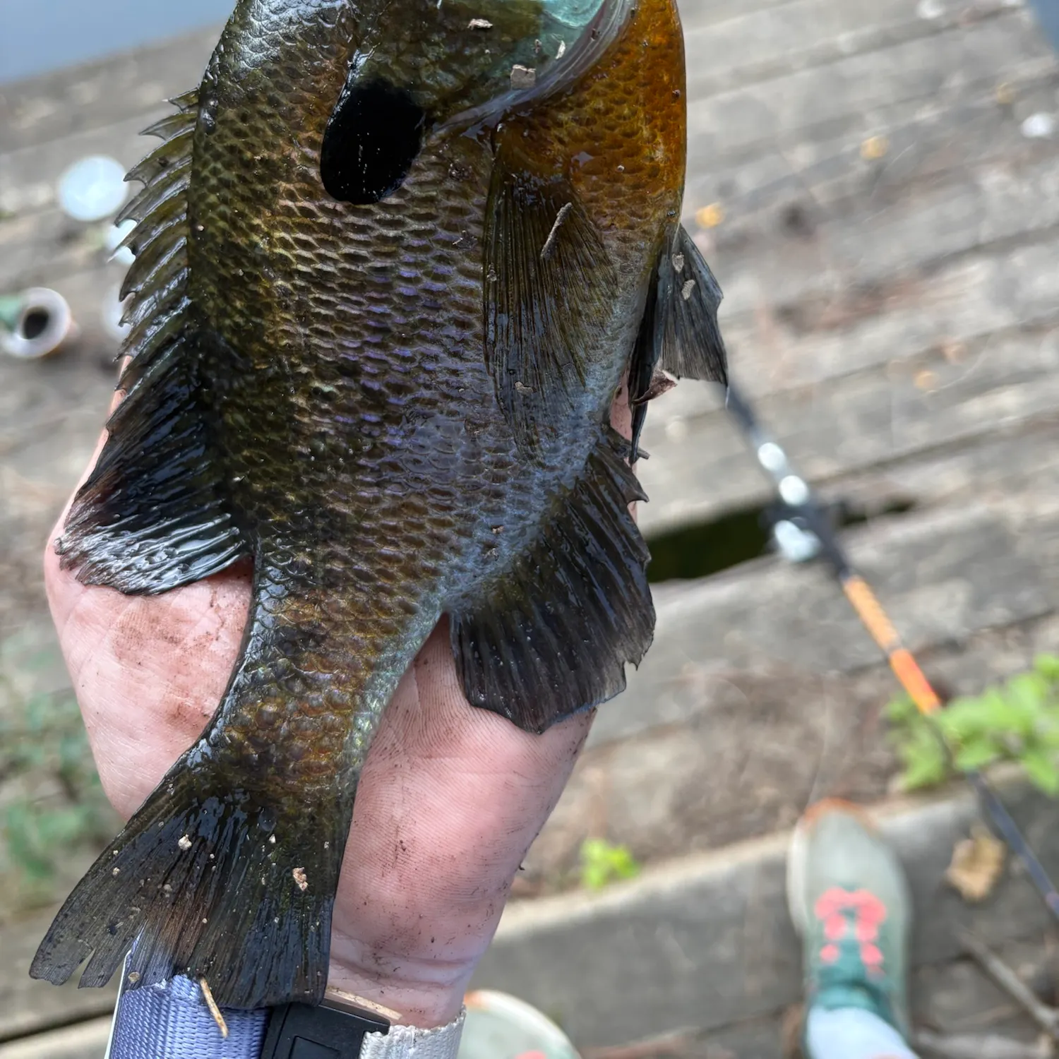 Bluegill caught on Fishbrain