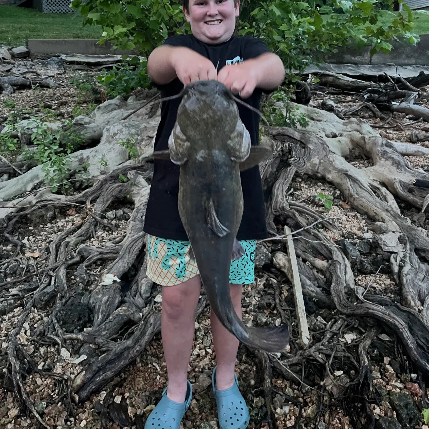 The most recent Flathead catfish catches on Fishbrain