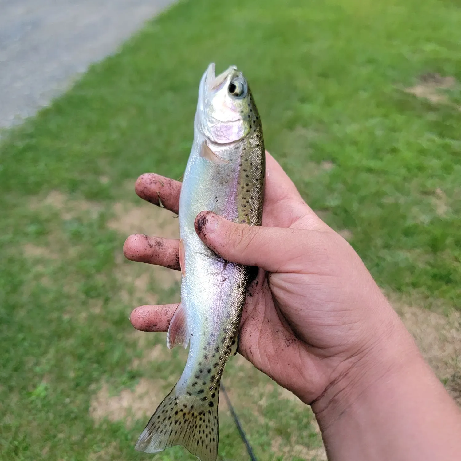 Rainbow trout caught on Fishbrain