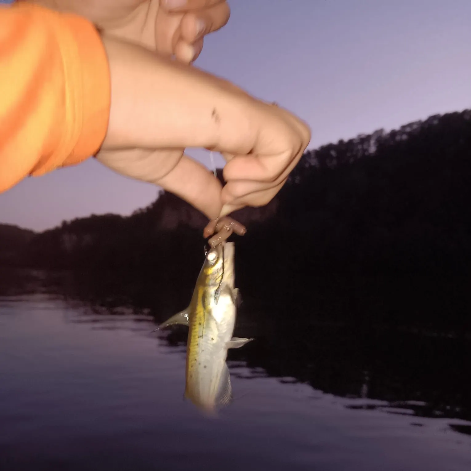 Channel catfish caught on Fishbrain