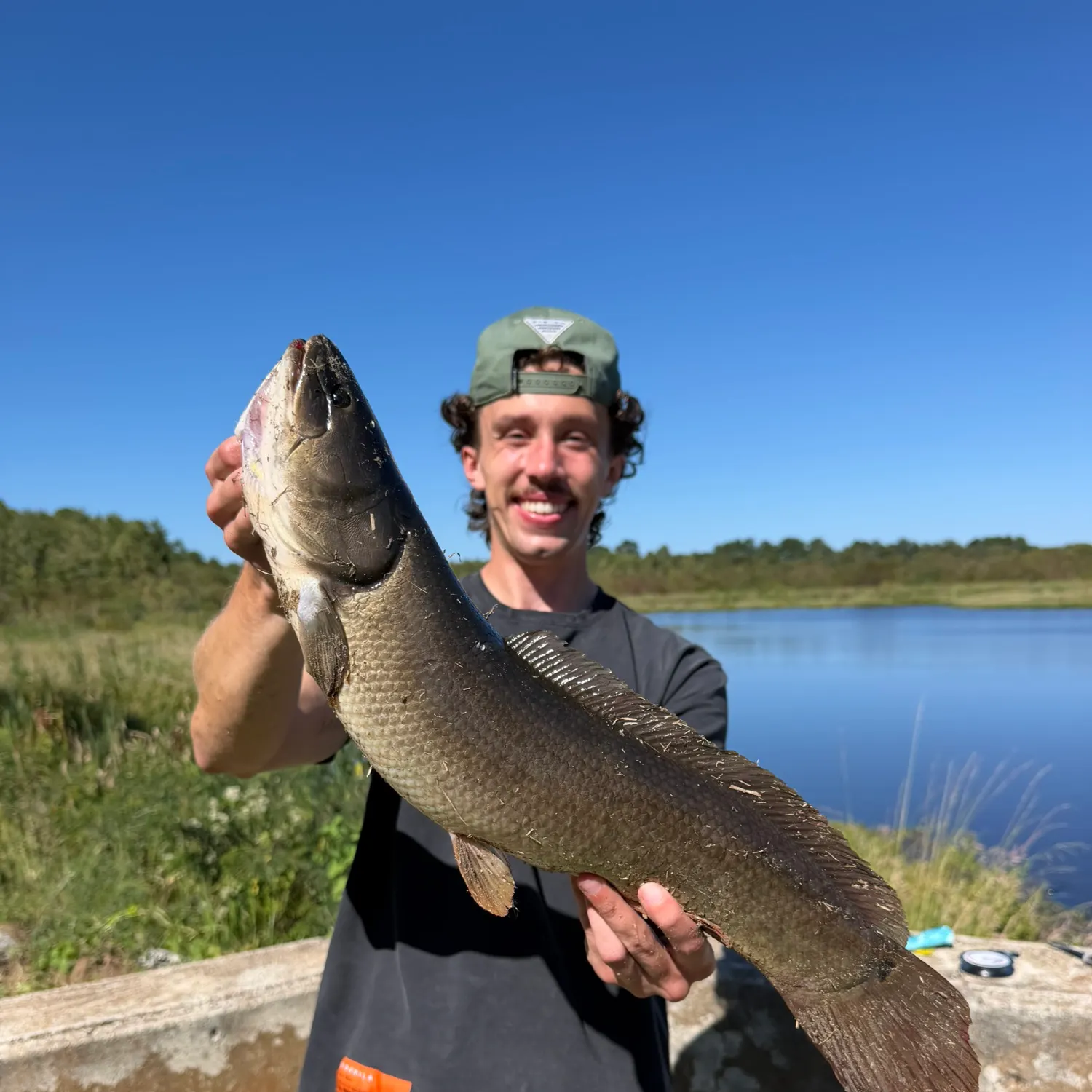 Ruddy bowfin caught on Fishbrain