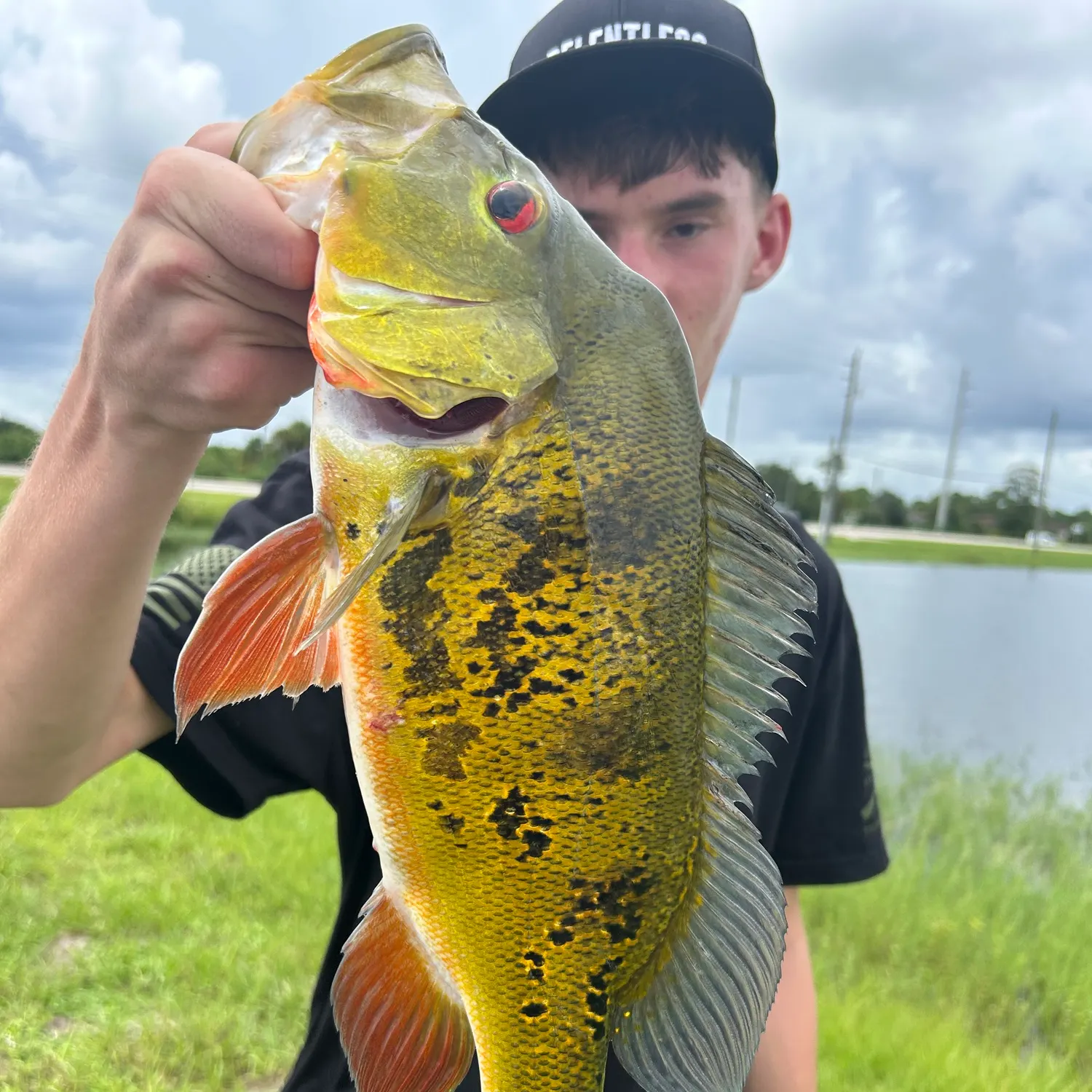 The most recent Butterfly peacock bass catches on Fishbrain