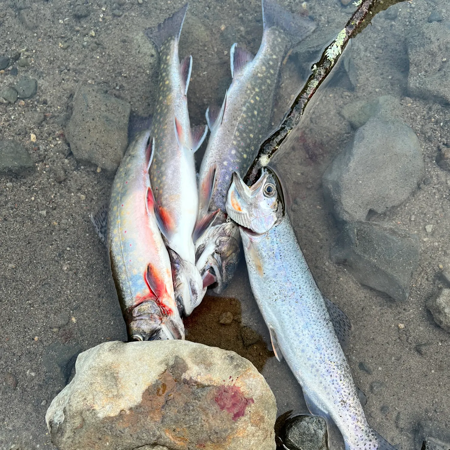 recently logged catches