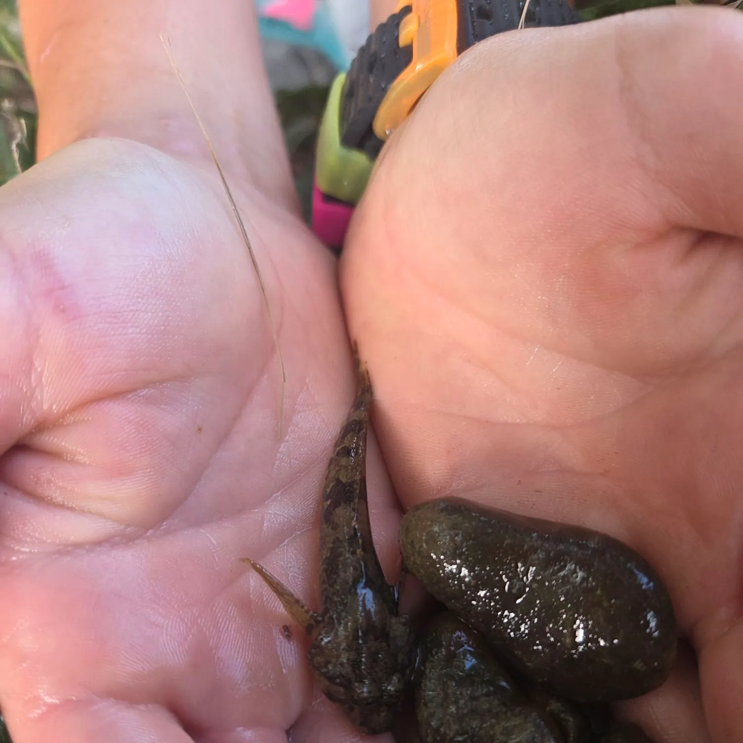 The most recent European bullhead catches on Fishbrain
