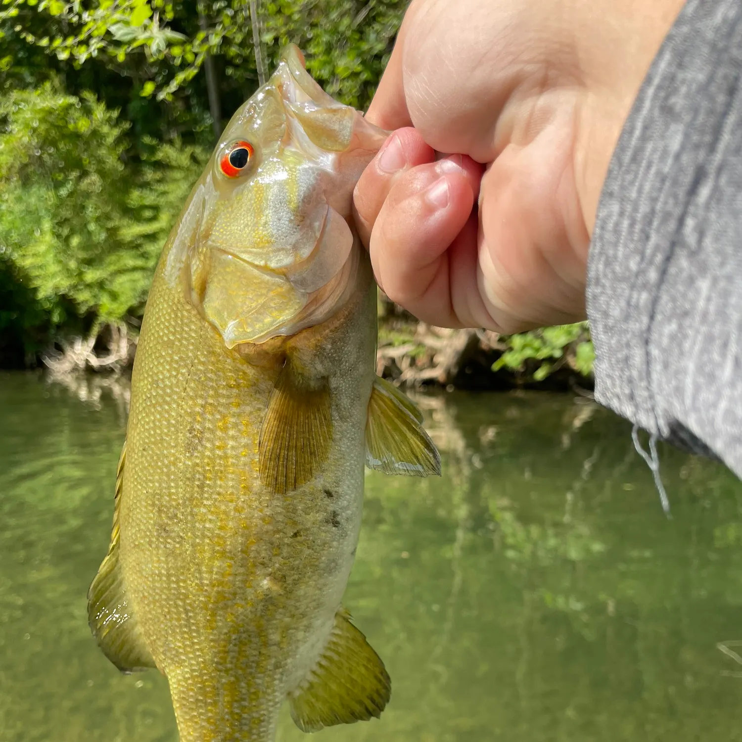 The most recent Smallmouth bass catches on Fishbrain