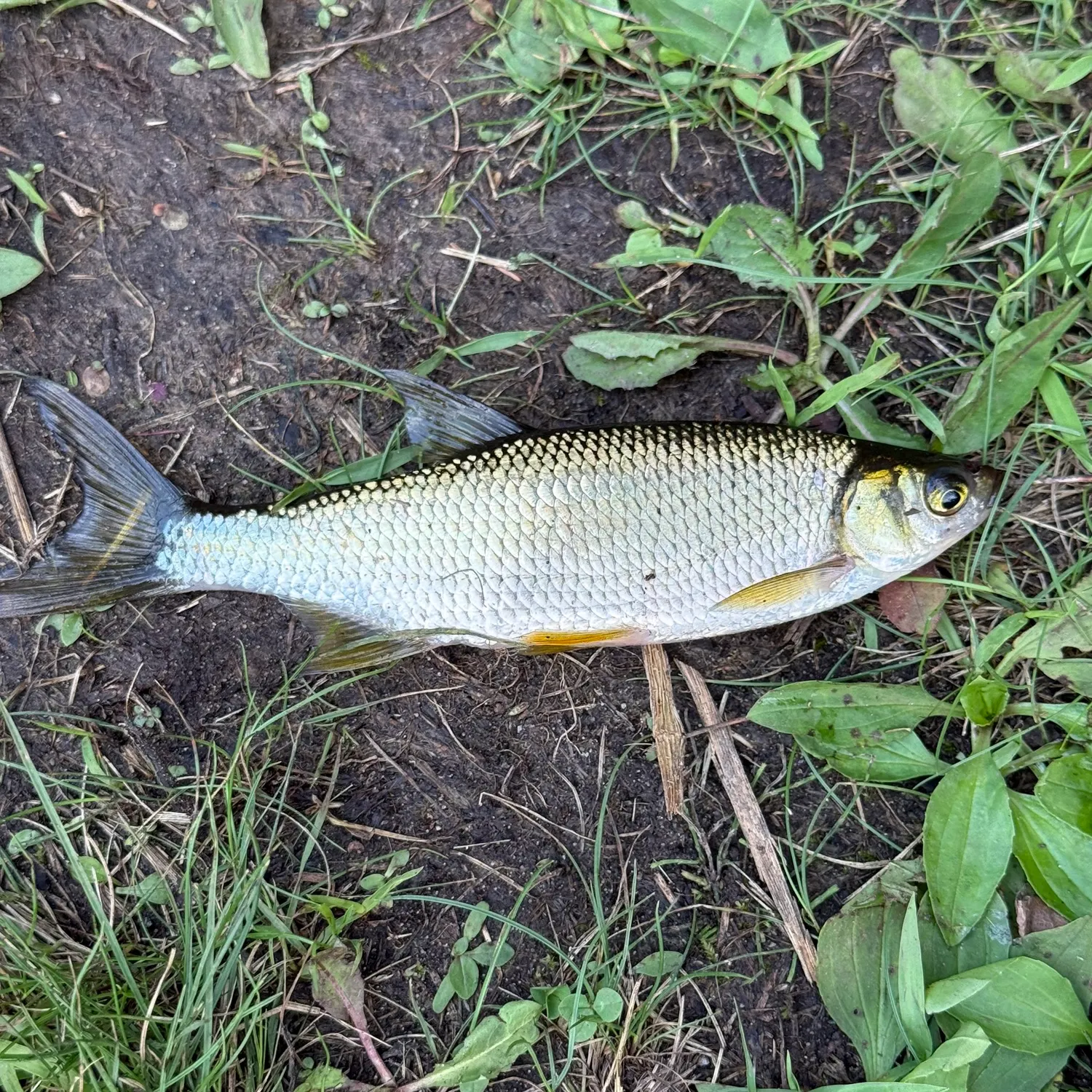 The most recent Striped shiner catches on Fishbrain