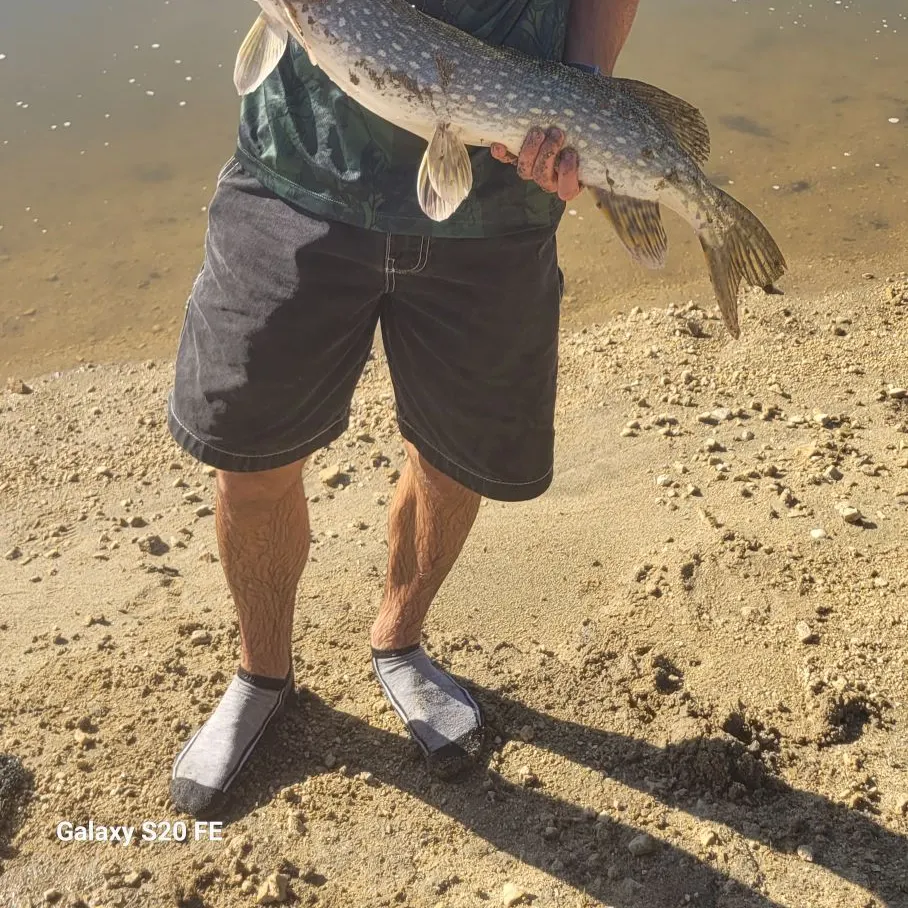 Northern pike caught on Fishbrain