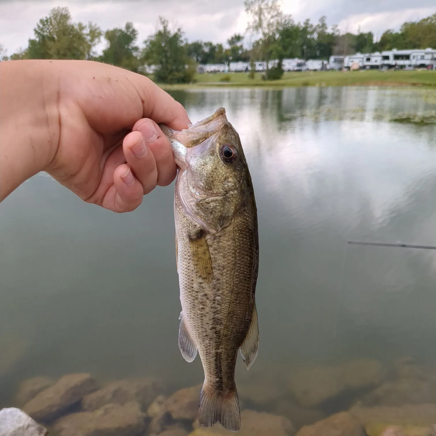 Largemouth bass caught on Fishbrain