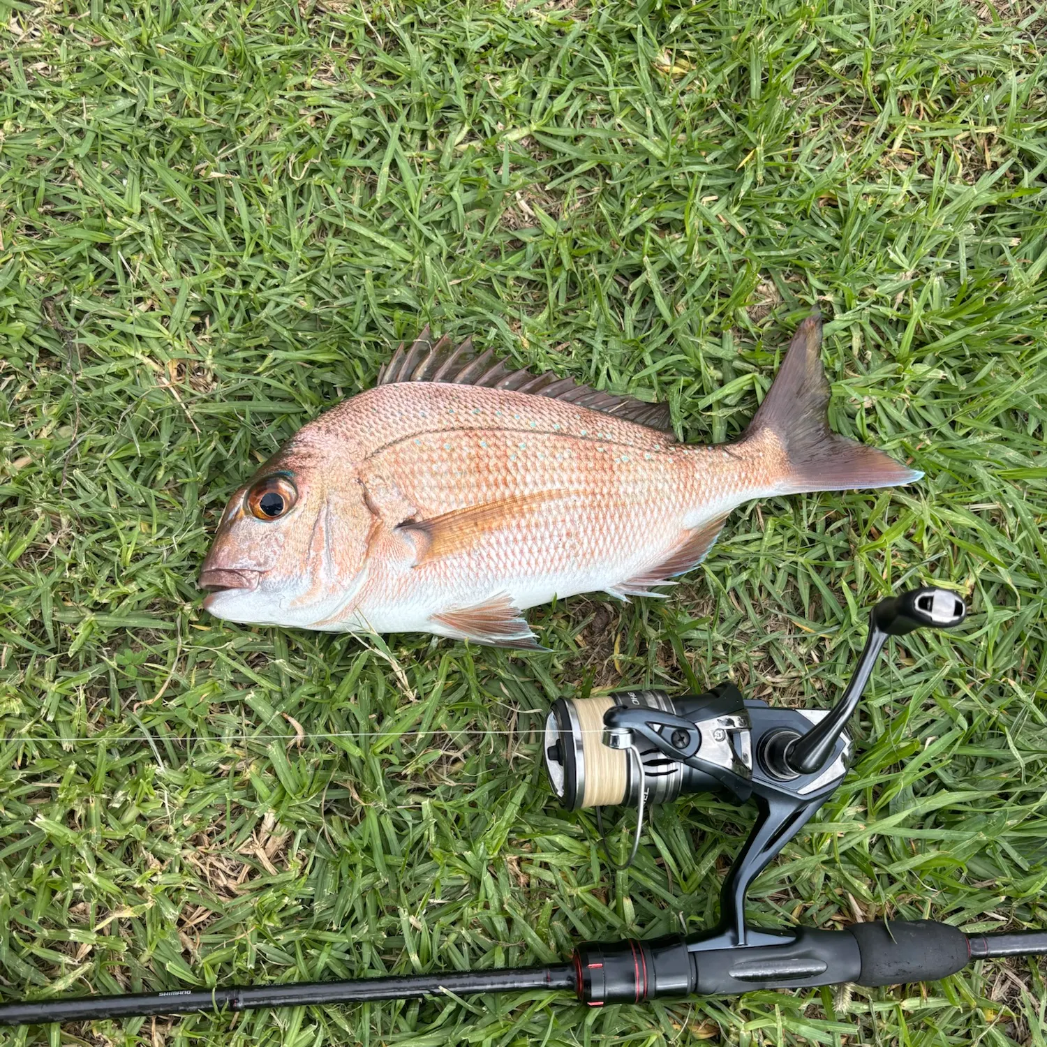 Fish caught on Fishbrain
