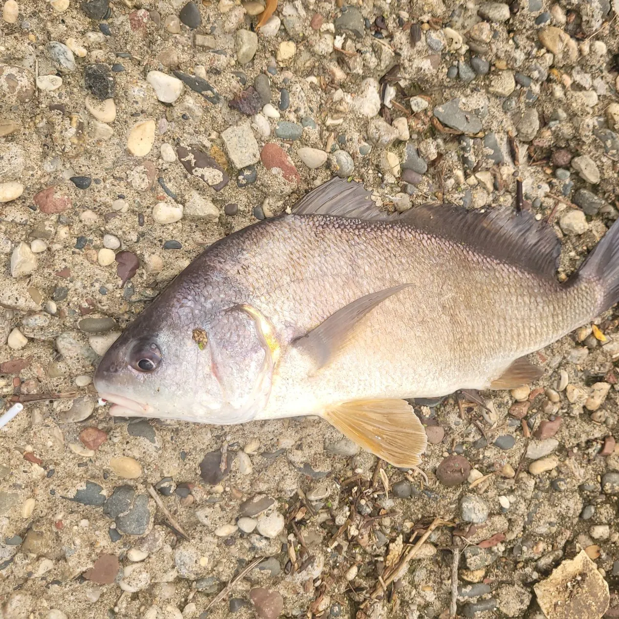 The most recent Freshwater drum catches on Fishbrain