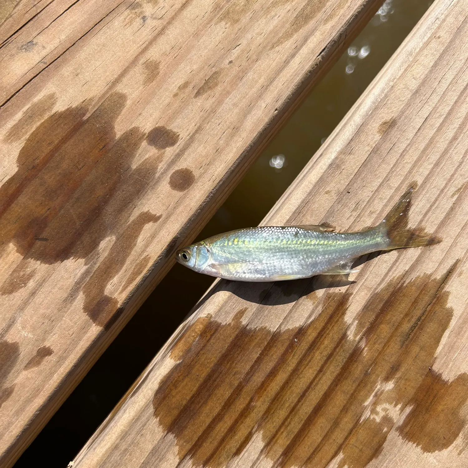 The most recent Threadfin shad catches on Fishbrain