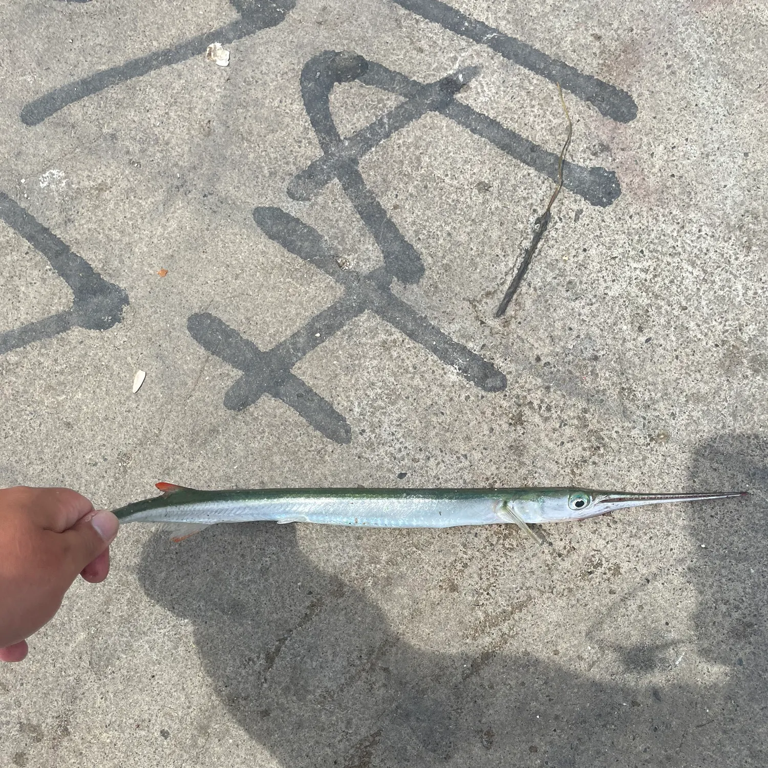 The most recent Redfin needlefish catches on Fishbrain