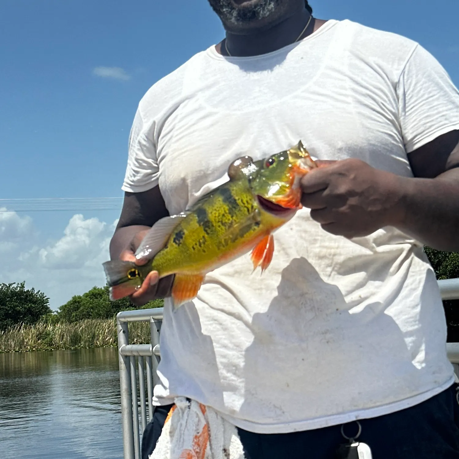Butterfly peacock bass caught on Fishbrain