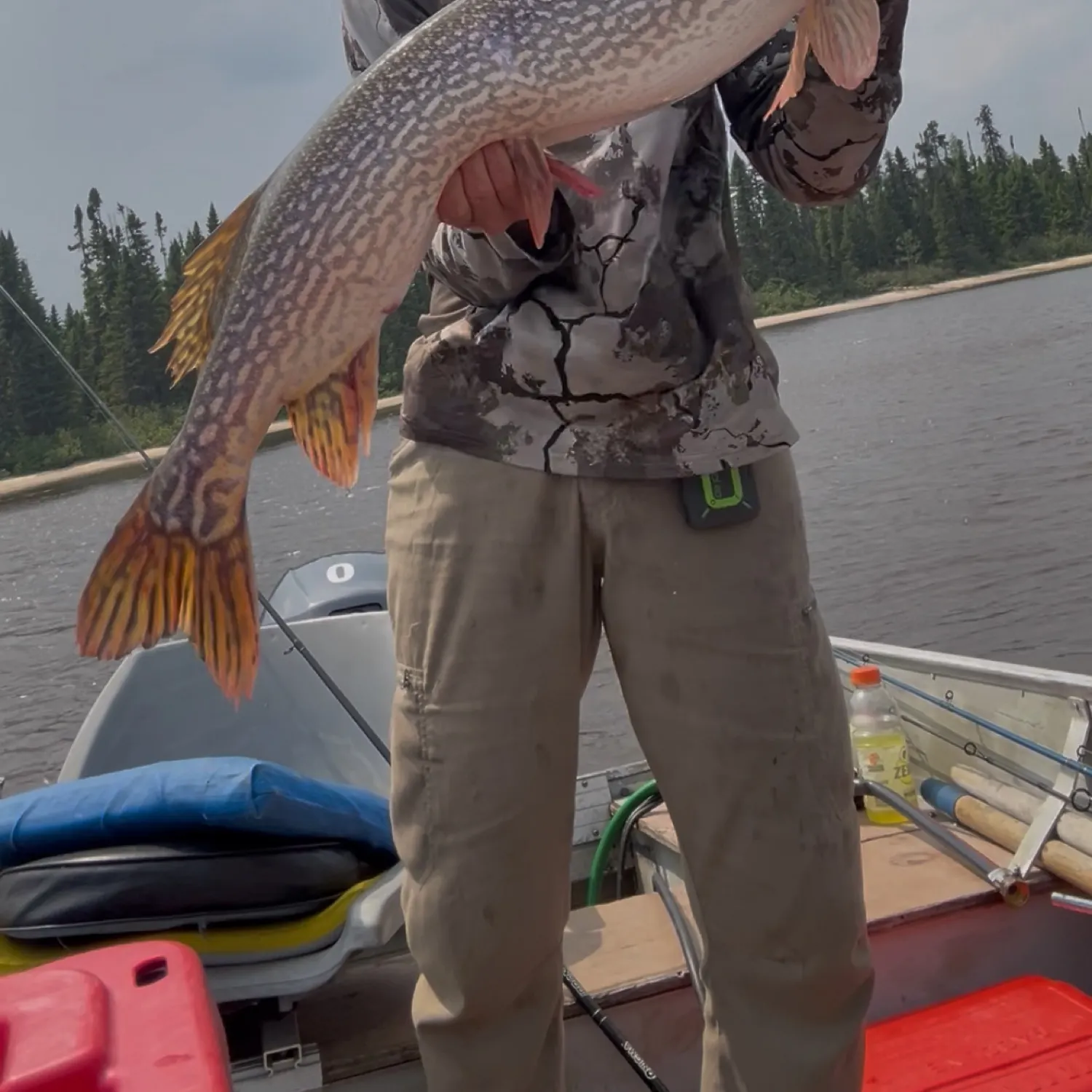 Northern pike caught on Fishbrain