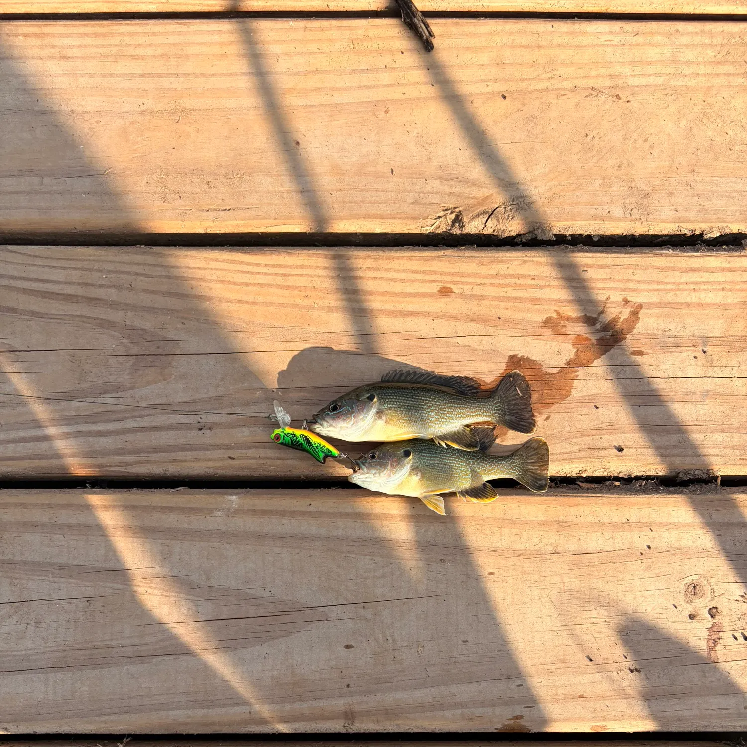 recently logged catches